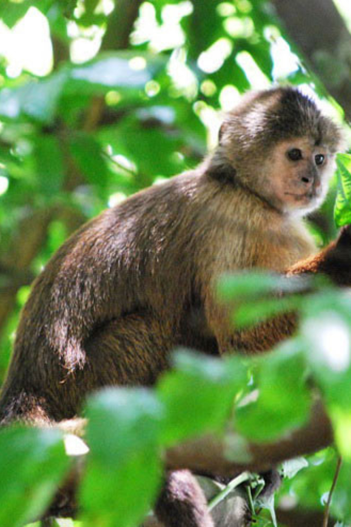 Южноамериканские обезьяны вида траурных капуцинов умеют использовать натуральные репелленты от комаров. 