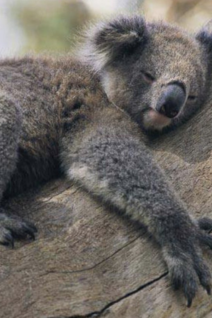 В жаркое время коалы чаще и сильнее обнимают деревья, на которых обитают, и предпочитают проводить время на нижней части ствола. 