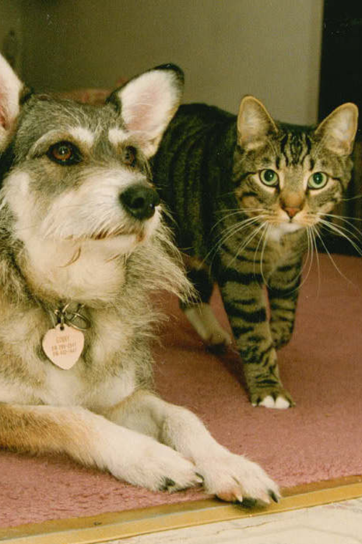 Собака Джинни, ушедшая из жизни в 2005 году, прославилась тем, что очень любила кошек.