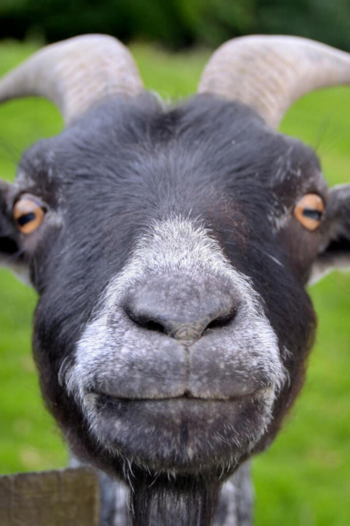 Слово «кожа» в древности звучало как «козья» и означало конкретно шкуру козы.