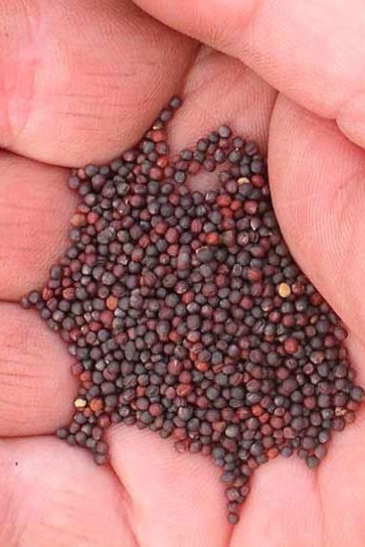 У репы очень мелкие семена: в одном килограмме их больше миллиона. 