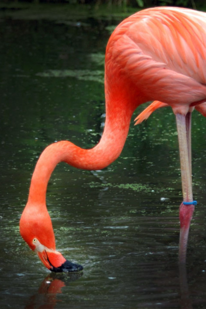 Розовая окраска фламинго дана им не с рождения, а происходит от употребляемых в пищу маленьких красных рачков или водорослей, в которых содержится пигмент каротиноид.