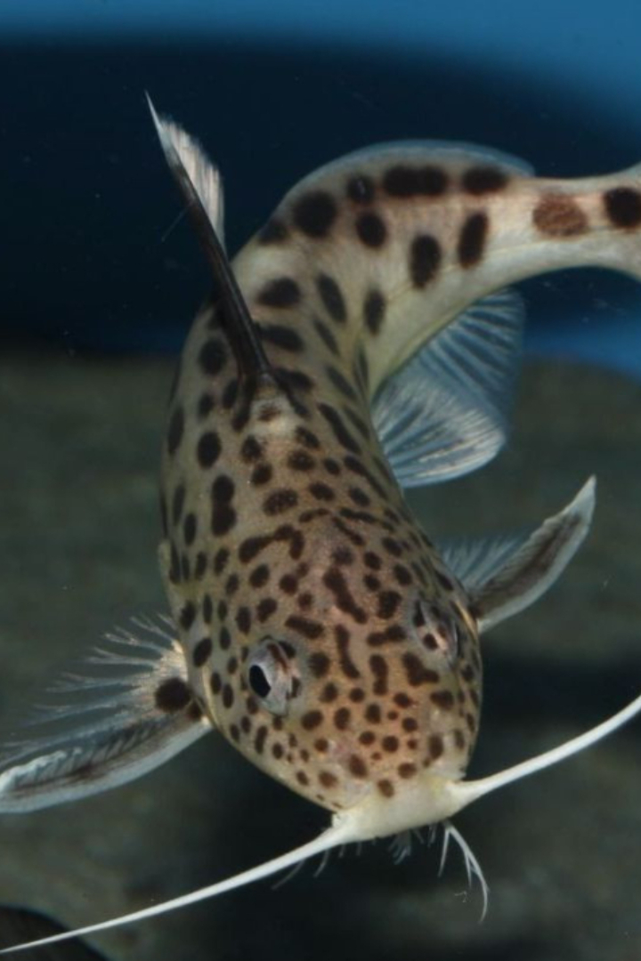 Существует несколько видов рыб, которые вынашивают оплодотворённые икринки в своём рту. 