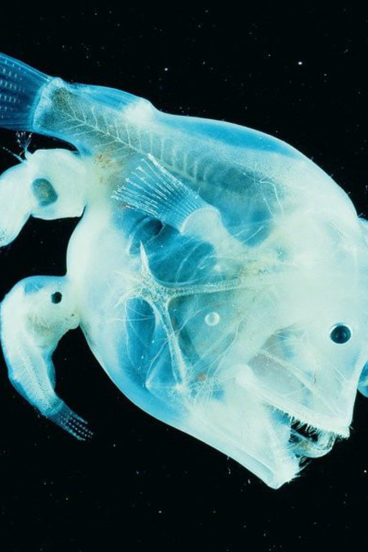 У некоторых семейств глубоководных удильщиков самцы паразитируют на самках, которые гораздо крупнее размером.