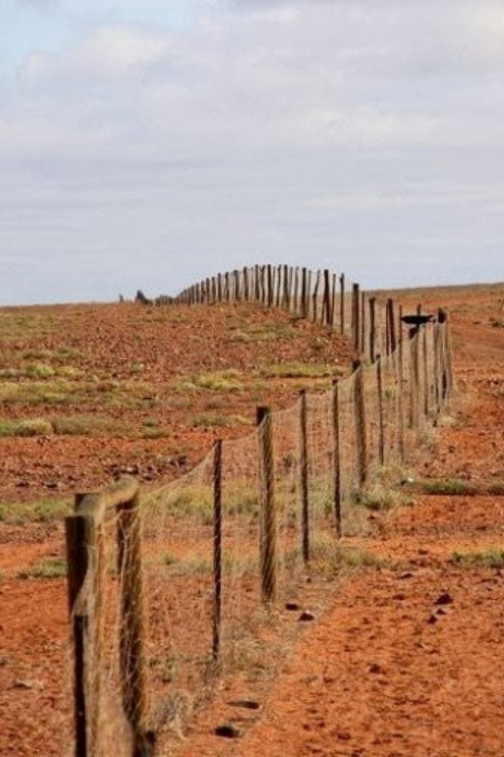 В юго-восточной части Австралии находится самый длинный в мире сетчатый забор длиной 5614 километров, прерываемый только в местах пересечения шоссейных дорог.