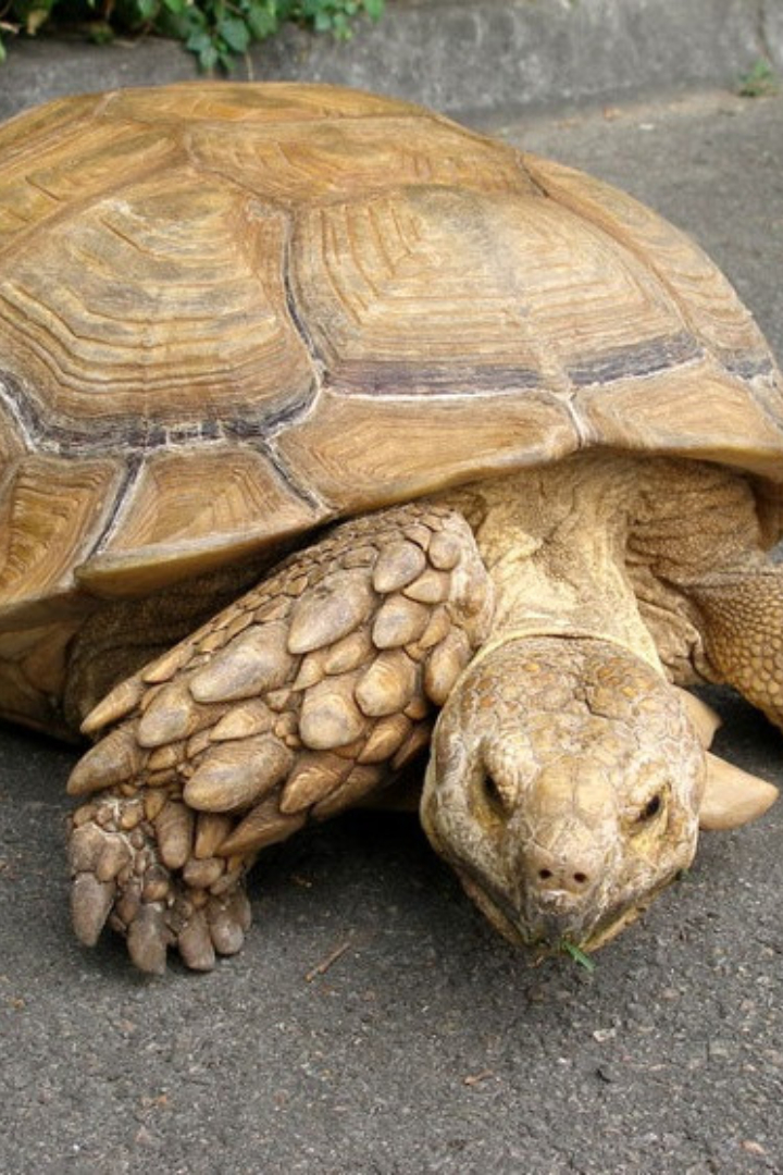 Панцирь черепахи состоит из щитков, на каждом из которых растут годовые концентрические кольца. 