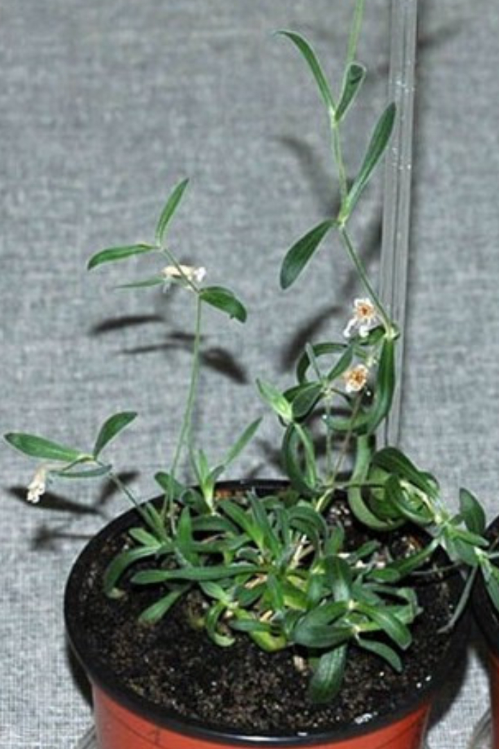 Российские учёные в 2012 году сумели получить растение вида смолёвки узколистной из найденных в вечной мерзлоте семян, чей возраст оценивается в 30.000 лет. 