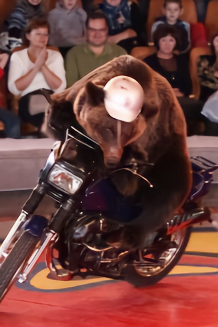 Однажды медвежий цирк Валентина Филатова был на гастролях в Штутгарте, и немцы, впечатлённые вождением мотоцикла медведицей по имени Девочка, выдали ей настоящие водительские права. 
