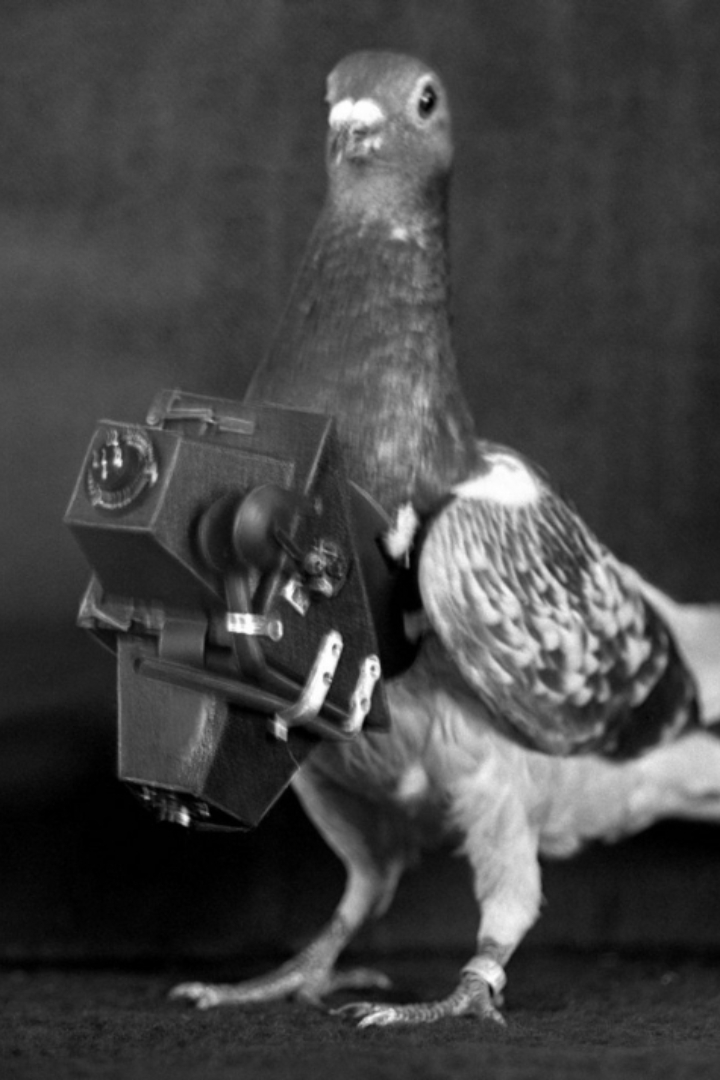 Помимо известного применения голубей в доставке корреспонденции, их также успешно тренировали для аэрофотосъёмки.