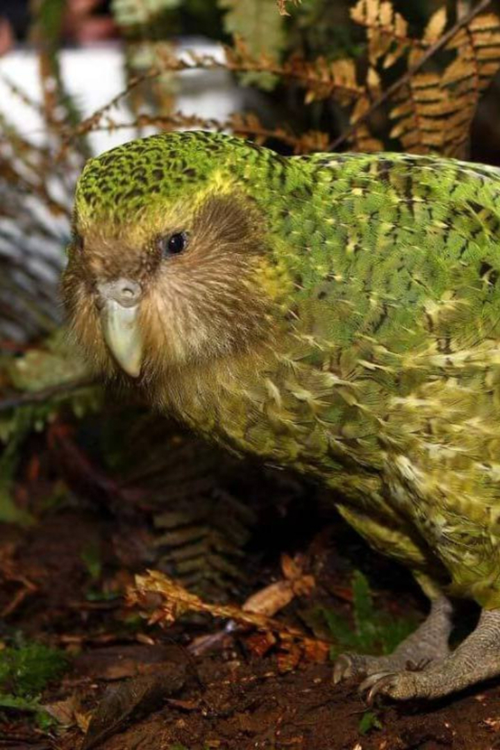 Попадая на острова, многие птицы эволюционируют в нелетающих — так появились, например, додо, какапо, киви и ещё более тысячи других видов. 