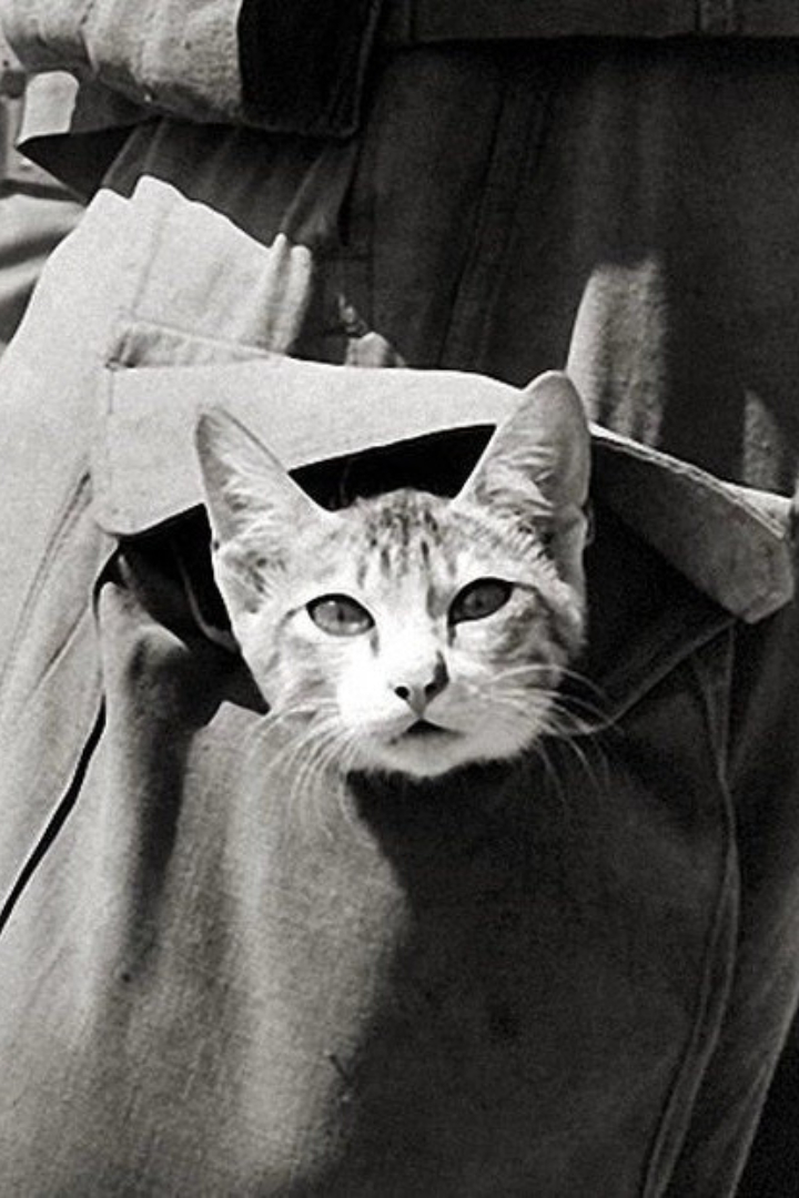 Во время Первой Мировой войны кошки были частыми спутниками солдат в окопах, в первую очередь помогая ловить мышей.
