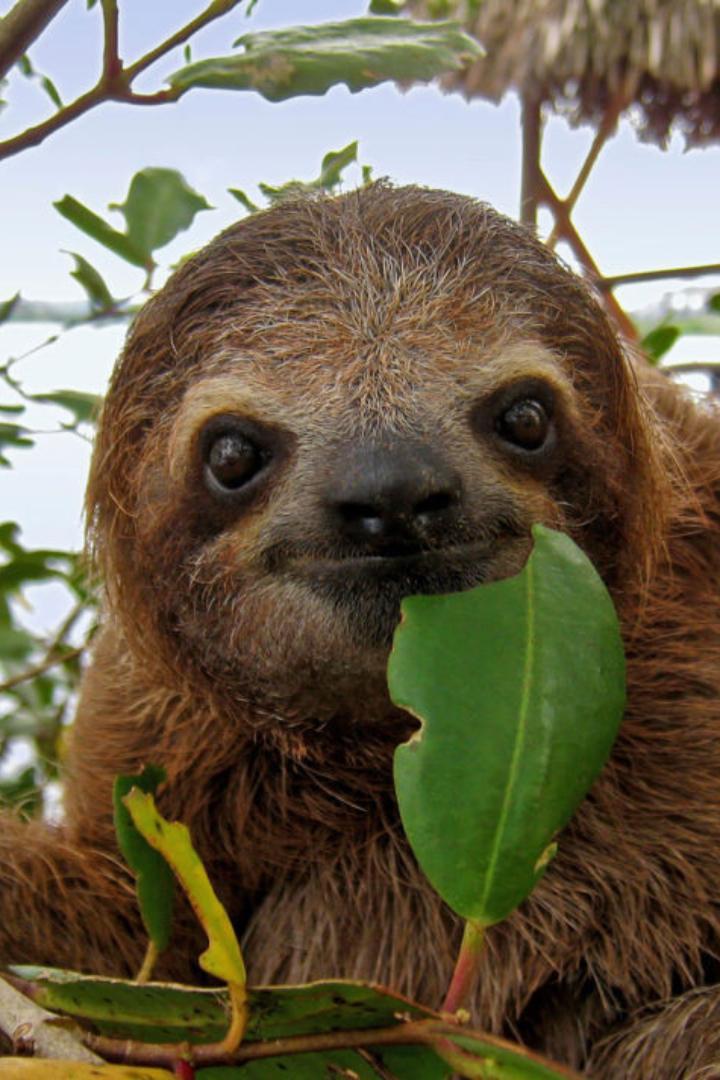 Основу рациона ленивцев составляют древесные листья, которые обладают очень низкой калорийностью и питательной ценностью.