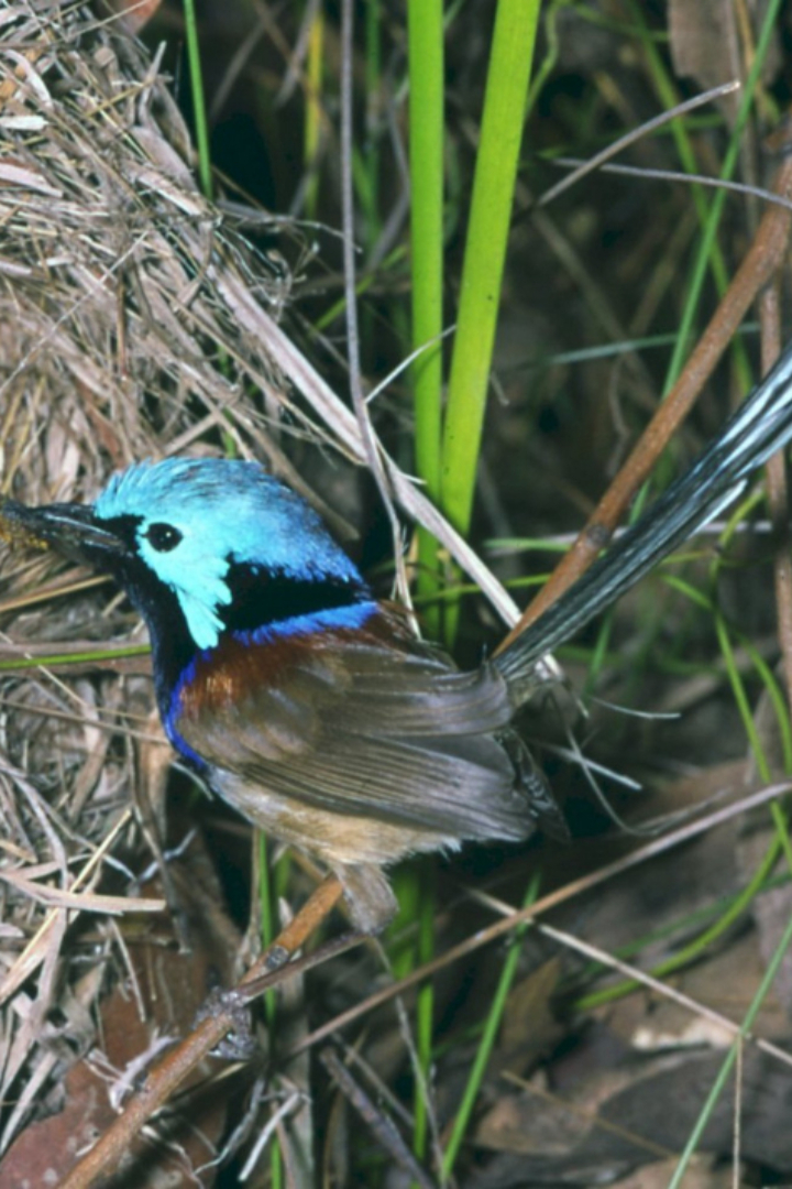 Австралийские птички расписные малюры выработали защитный механизм от кукушек.