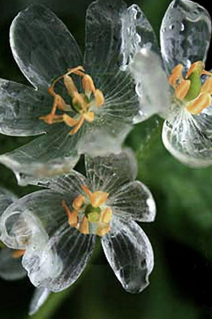 Двулистник Грея — это растение семейства Барбарисовые, распространённое на Дальнем Востоке, в том числе на Сахалине и Курильских островах. 