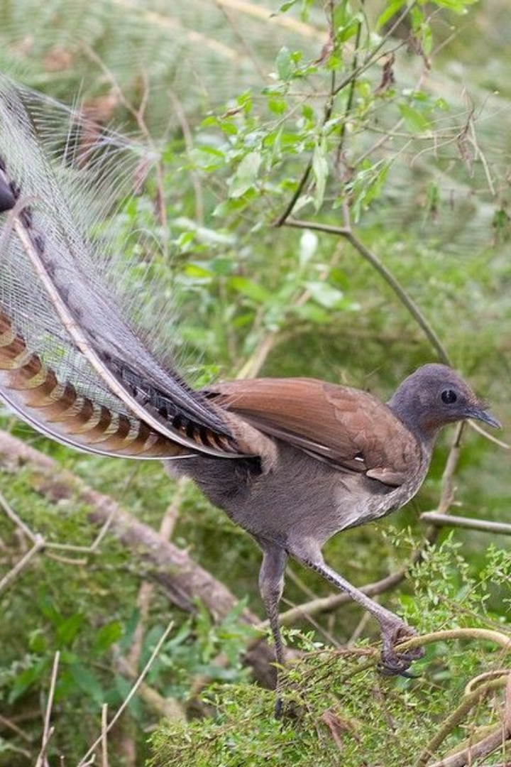 Австралийская птица лирохвост имеет самый сложный голосовой орган среди воробьинообразных.