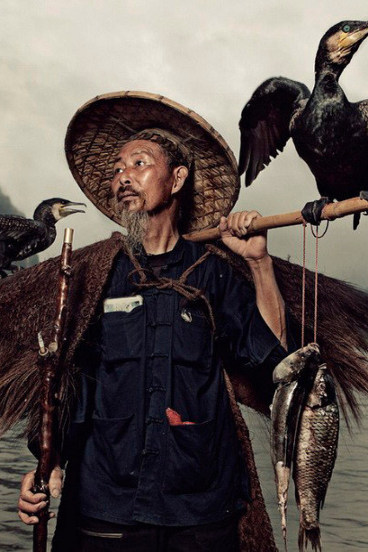 Издавна в Японии и Китае для ловли рыбы использовали дрессированных бакланов.