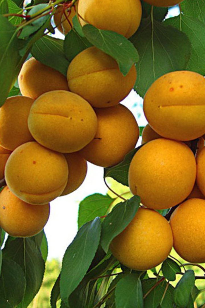 Многие фрукты называются по месту своего происхождения или странам, откуда к нам попали.