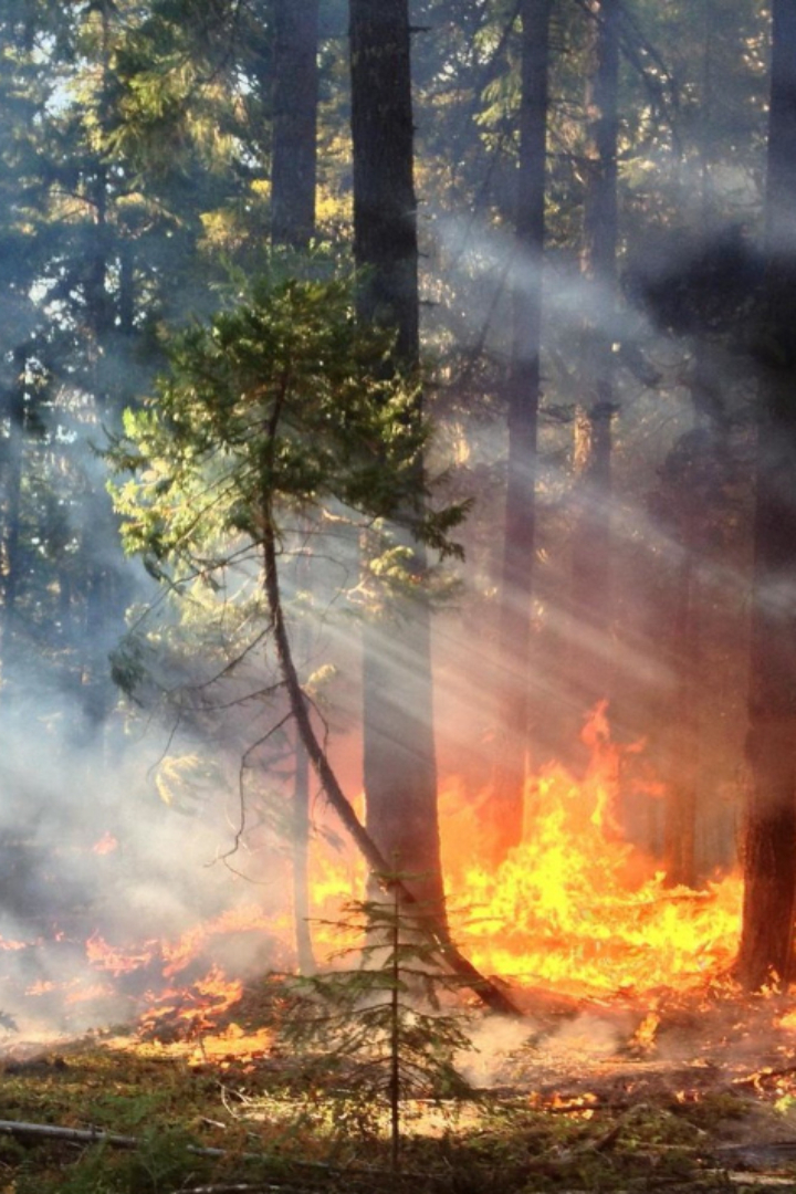 До 20 века интенсивность лесных пожаров зависела только от глобальных климатических изменений — меньше пожаров в периоды похолодания и наоборот. 