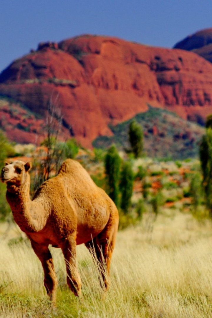 Самым большим поголовьем диких верблюдов — примерно 300 тысяч особей — обладает Австралия, куда их завезли в 19 веке.