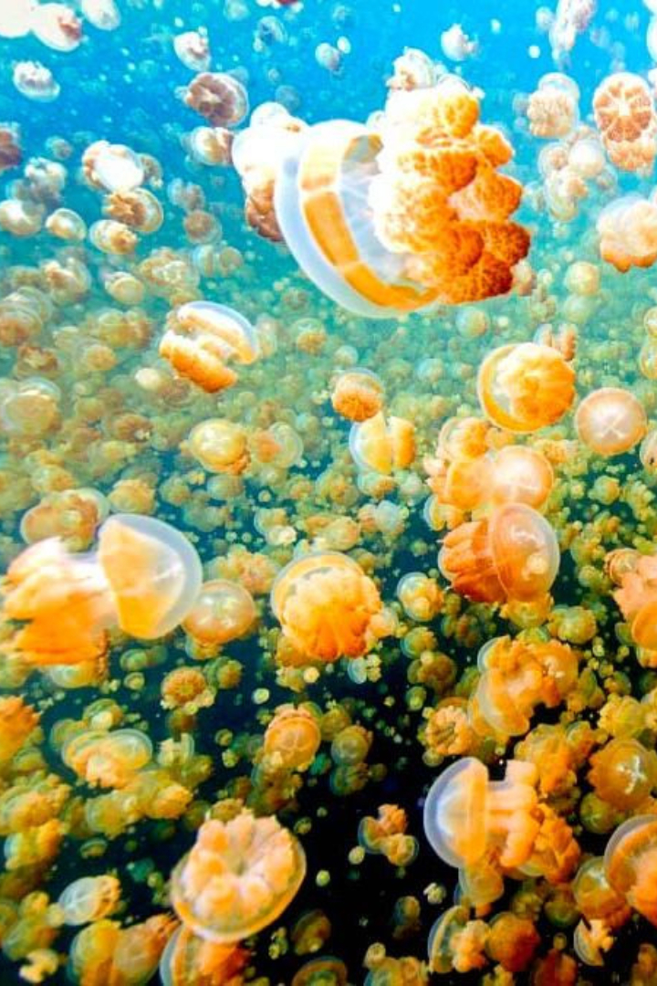 На архипелаге Скалистые острова в Тихом океане находится популярное среди дайверов озеро Медуз. 