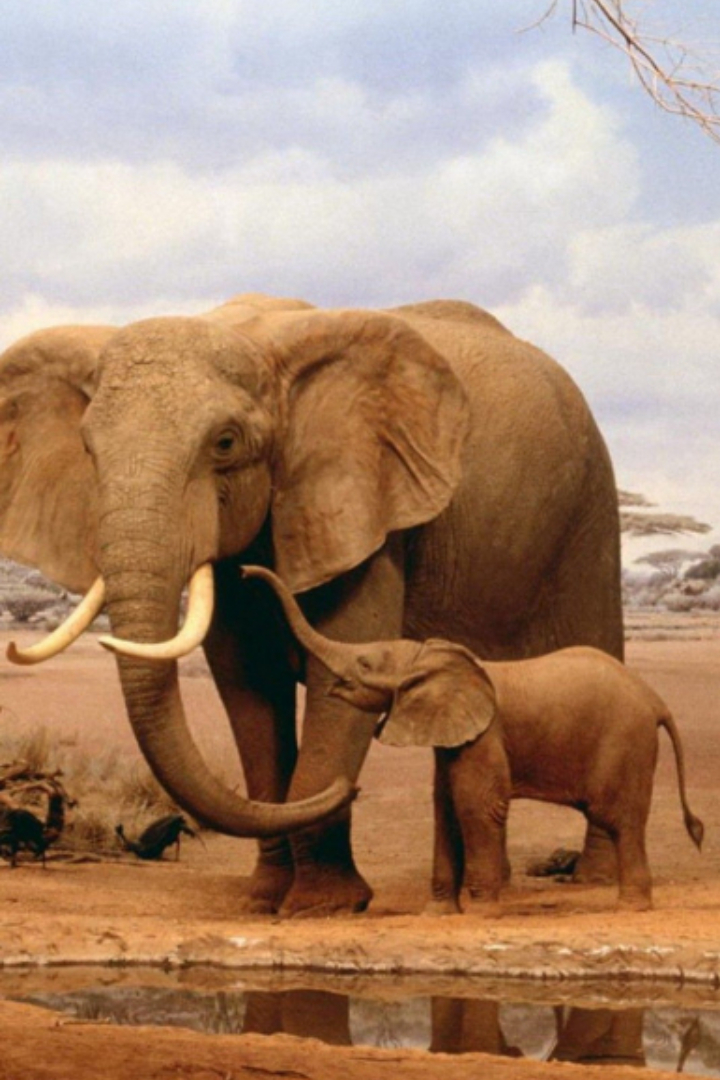 На протяжении долгого времени зоологи выделяли среди современных слонов два рода — индийских и африканских, и в каждом из них был только один вид. 