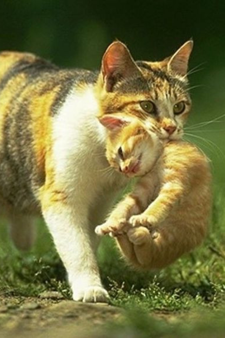 Кошки и многие другие млекопитающие переносят за холку своих детёнышей, которые в этот момент успокаиваются и становятся почти неподвижными. 