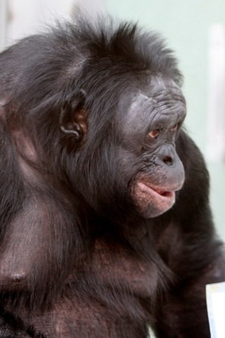 Одна из самых известных обезьян, участвующих в исследовательских программах по обучению приматов языку — это карликовый шимпанзе по имени Канзи.
