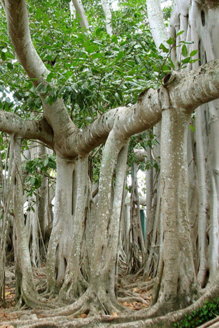 Дерево фикус бенгальский отличается особой жизненной формой, которую называют баньян. 