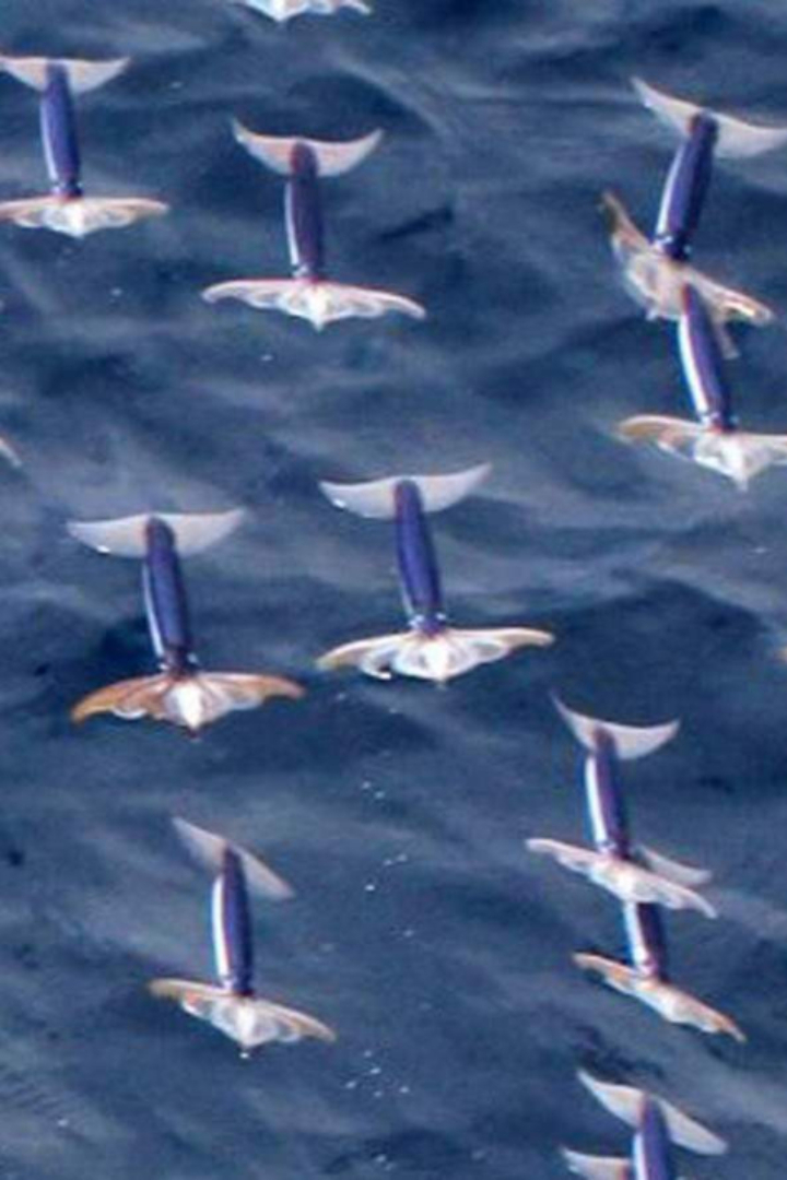 Помимо широко известных летучих рыб, существуют и летучие кальмары, обитающие в Тихом океане, но способы их полёта совершенно различны. 