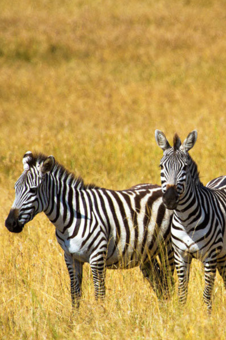 Многие полагают, что зебра — это белая лошадь в чёрную полосу, так как у зебр белые животы. 