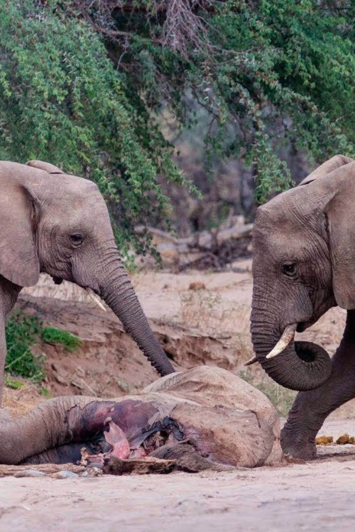Из всех животных, не считая человека, только у слонов существует своего рода погребальный ритуал.