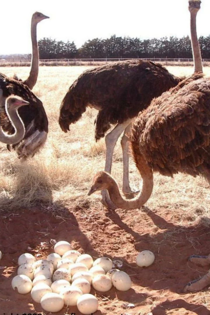 Яйца страусов большую часть суток насиживают самцы, причём сразу от многих самок из стаи. 