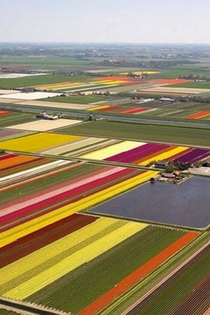 Нидерланды находятся на 131 месте в мире по территории и 67 месте по населению, но являются вторым в мире после США экспортёром сельскохозяйственной продукции, если считать по выручке. 