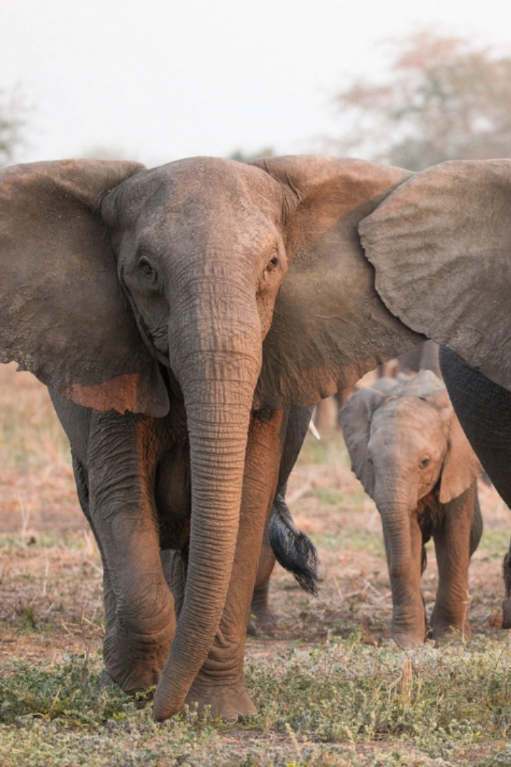 За последние полтора столетия средний размер бивней слонов, как африканских, так и индийских, уменьшился примерно вдвое.