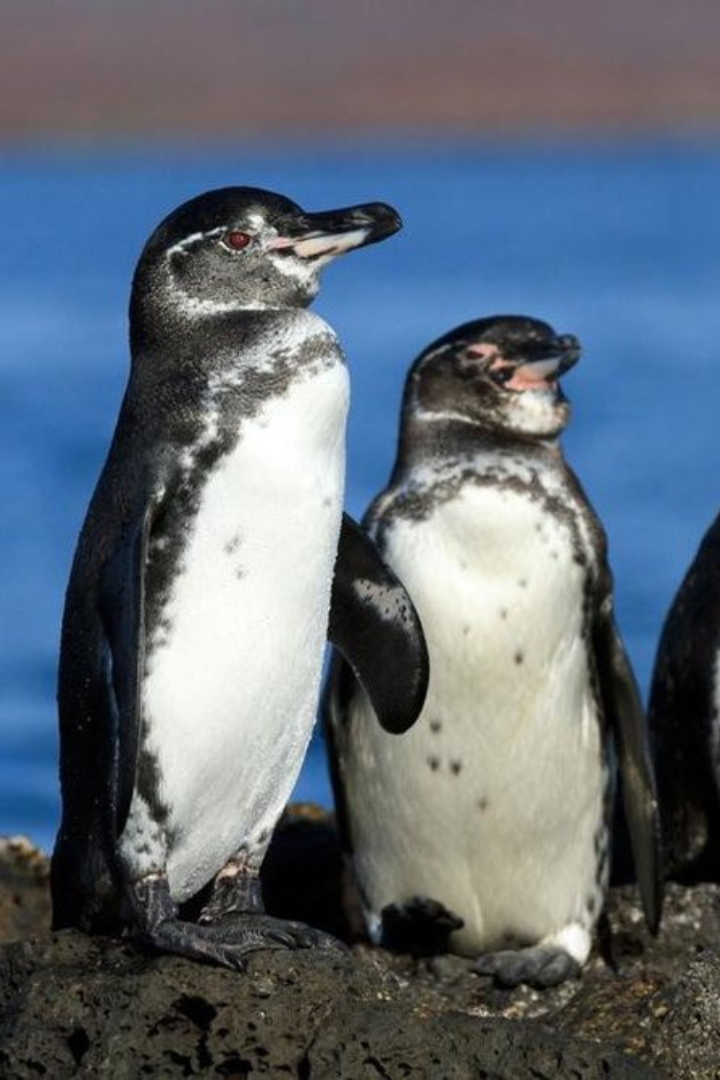 Не все пингвины живут в Антарктиде или прилегающих к открытому морю Южного полушария территориях с холодным климатом. 