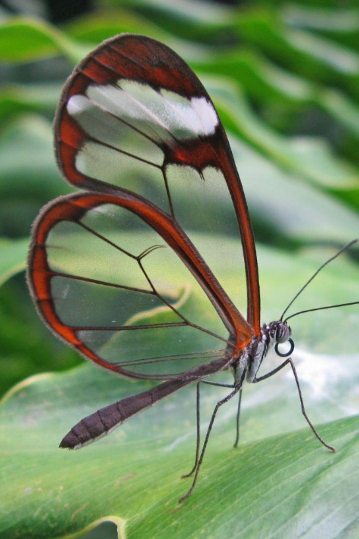 Некоторые виды чешуекрылых распространённого в Америке рода грета обладают почти полностью прозрачными крыльями, и самый известный пример — бабочка грета ото. 