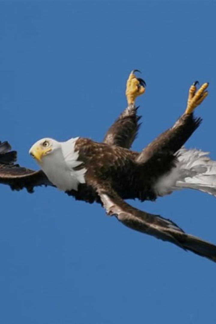 Во время полёта белоголовый орлан может перевернуться вверх ногами и продолжать парение в таком виде.