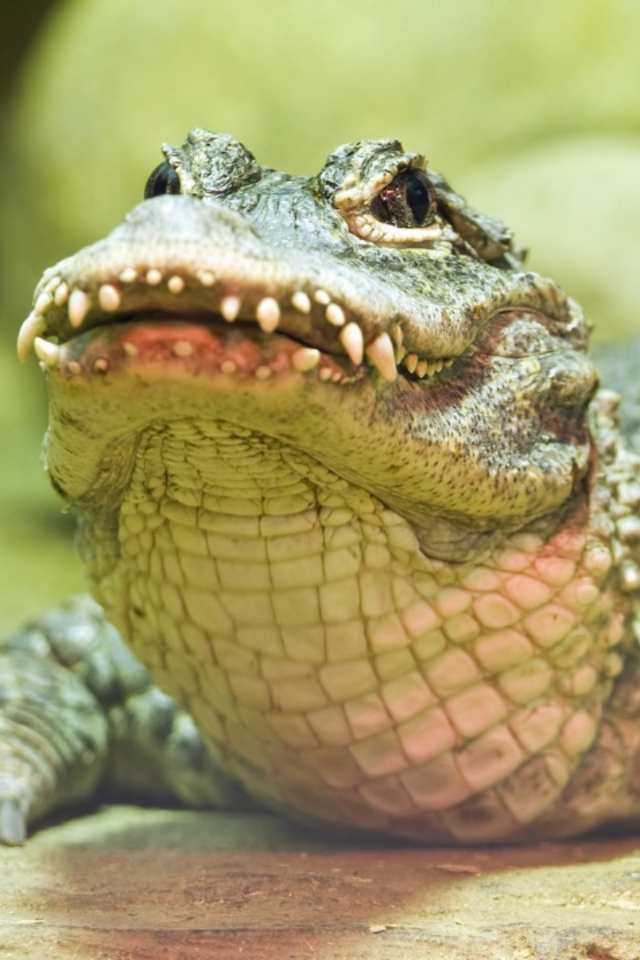 В Китае издавна любили лакомиться крокодильим мясом.