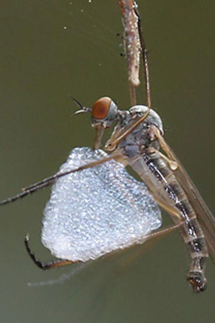 У мух-толкунчиков, как у многих других насекомых, существует брачный ритуал: перед спариванием самец преподносит самке пойманное им насекомое. 