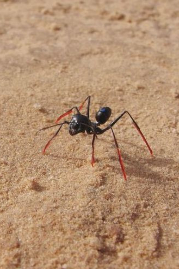 Фаэтончик красный — это вид обитающих в Сахаре муравьёв, кормящихся умершими от жары другими насекомыми. 