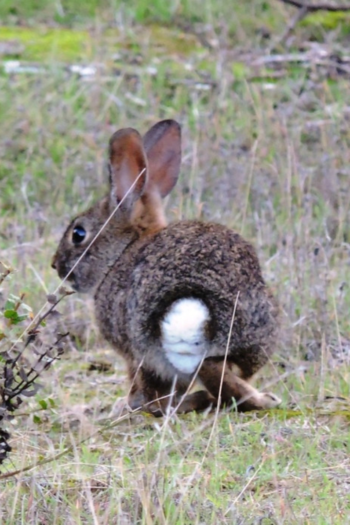 Профессор Гёттингенского университета Дирк Земманн разработал теорию о том, зачем кроликам нужен яркий белый хвост.
