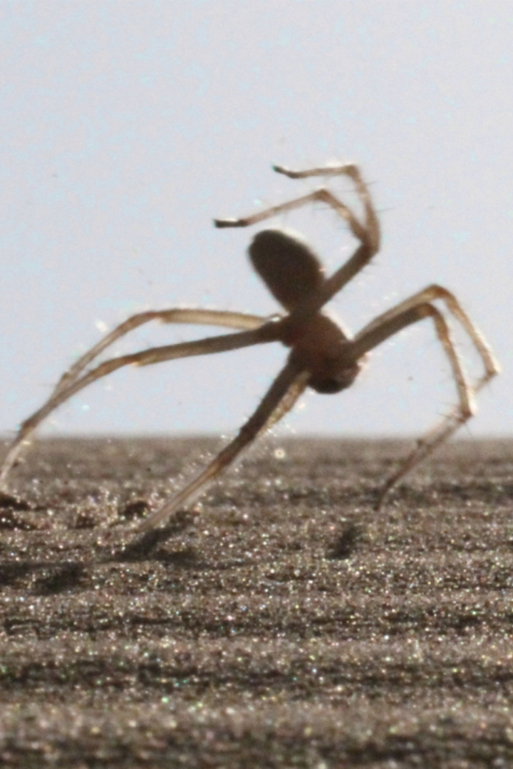 Обитающие в марокканских песчаных массивах пауки вида Cebrennus rechenbergi известны уникальным способом передвижения.