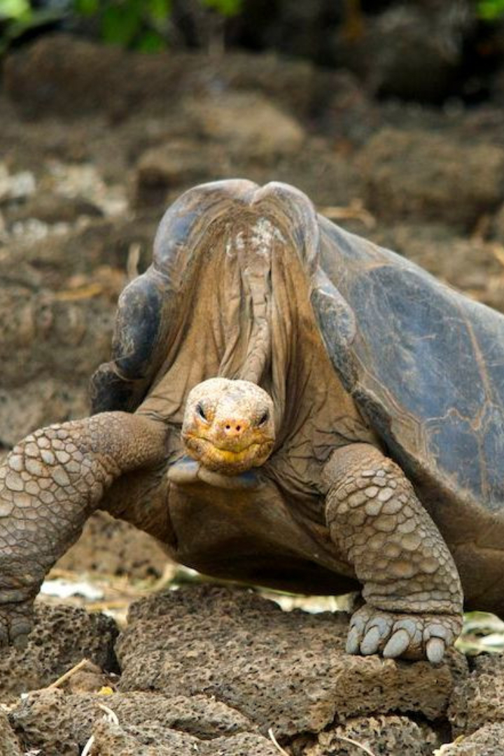 В 2012 году на одной из исследовательских станций Галапагосских островов скончался самец черепахи по имени Одинокий Джордж, которого называли самым знаменитым холостяком мира.