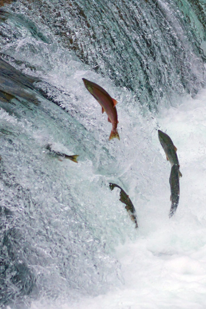Когда рыбы плывут против течения, они тратят меньше энергии, чем при плавании в спокойной воде. 