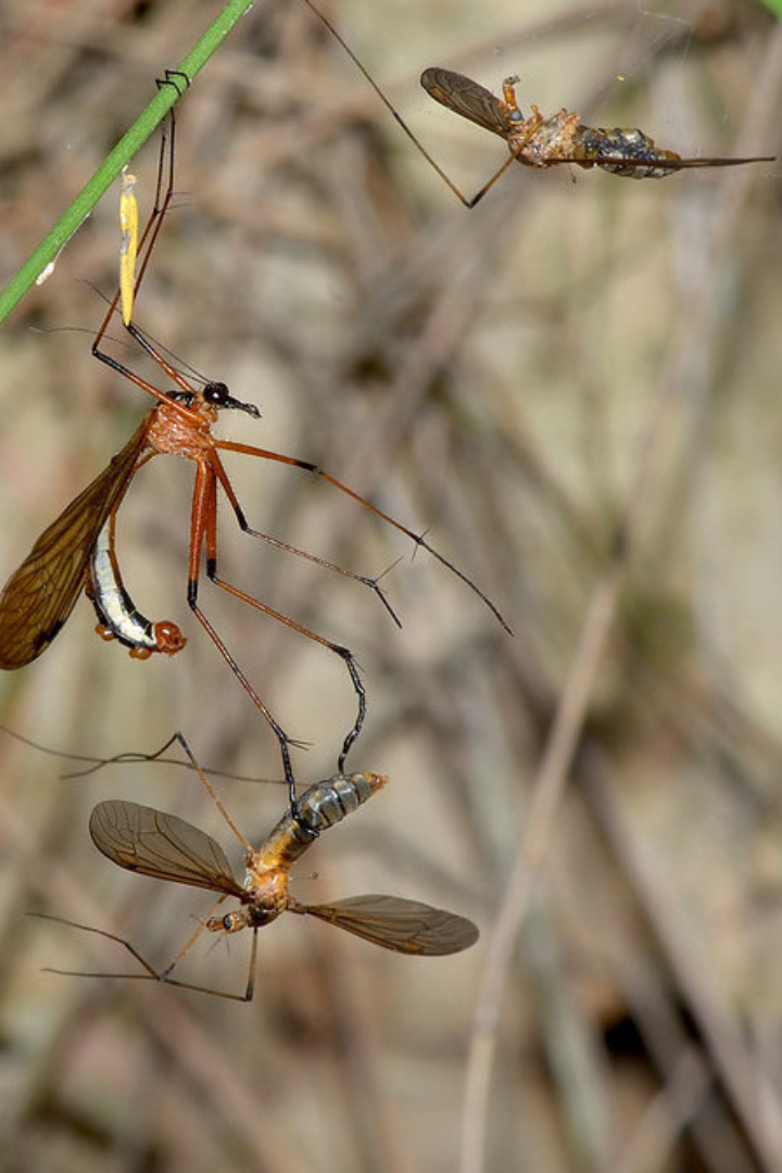 У одного из видов скорпионовых мух, Hylobittacus apicalis, описаны занимательные брачные отношения.