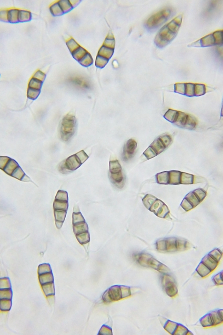 Грибы Pestalotiopsis microspora, обнаруженные в джунглях Эквадора, могут питаться полиуретаном, причём даже в анаэробных условиях, то есть без доступа кислорода. 