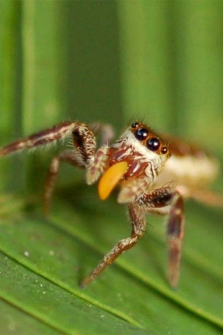 Все известные биологам пауки — хищники.