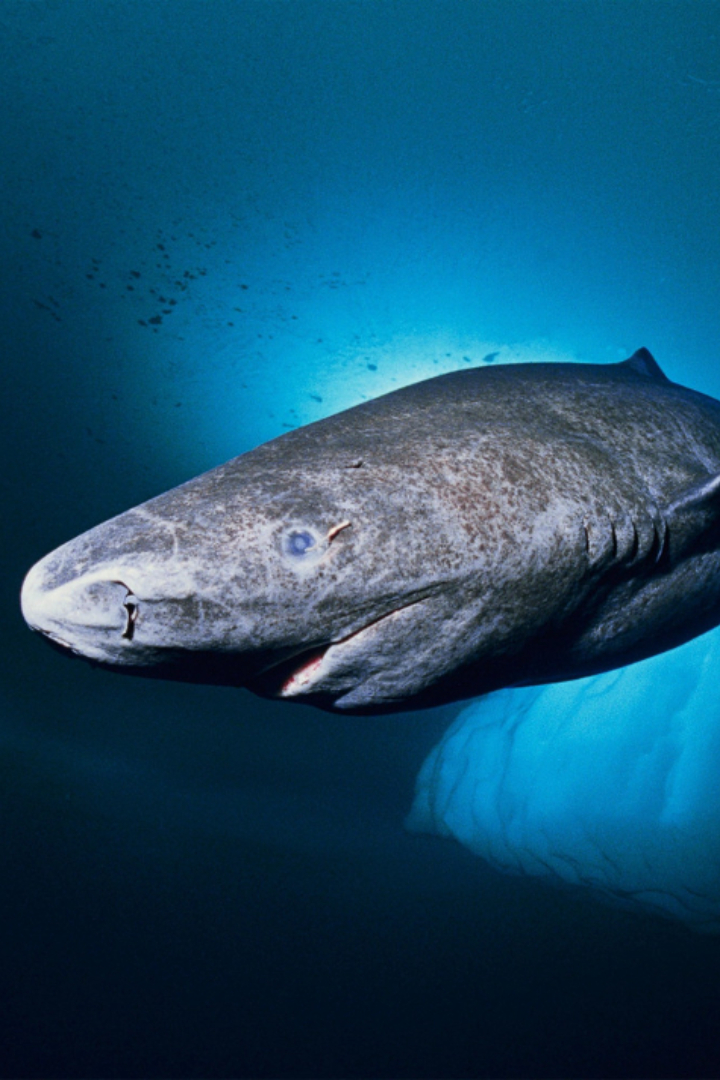 Самая северная из акул, гренландская полярная акула, плавает очень медленно — её средняя скорость составляет 1,6 км/ч, а максимальная — 2,7 км/ч.