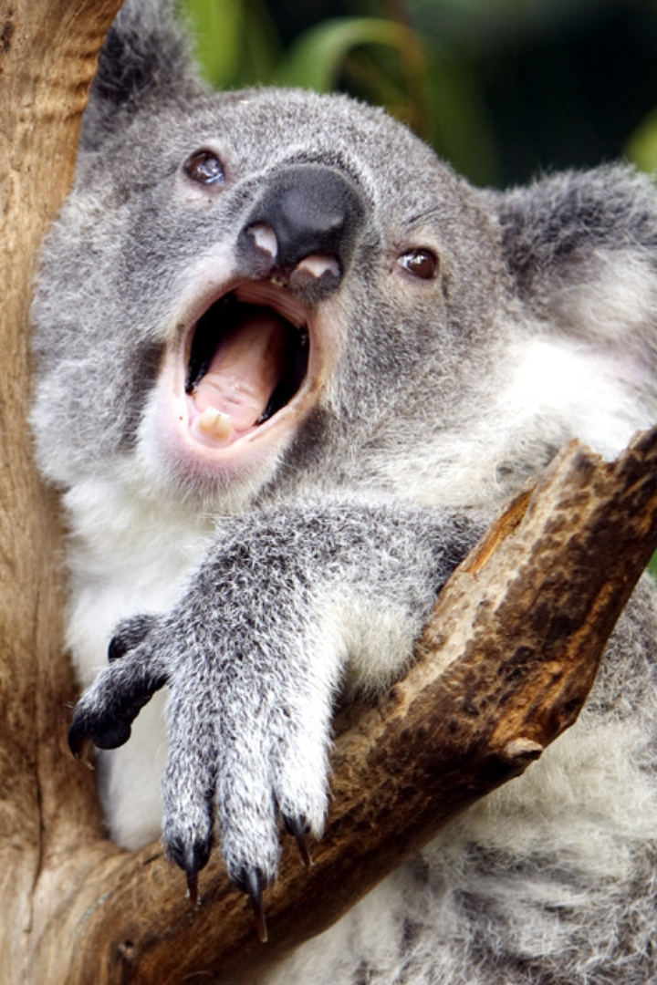 Звук, издаваемый млекопитающими, образуется в гортани за счёт прохождения воздуха через голосовые складки. 