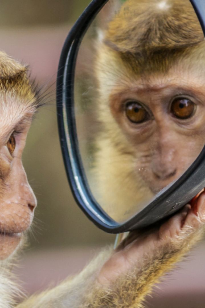Для проверки наличия у животных самосознания применяют зеркальный тест.